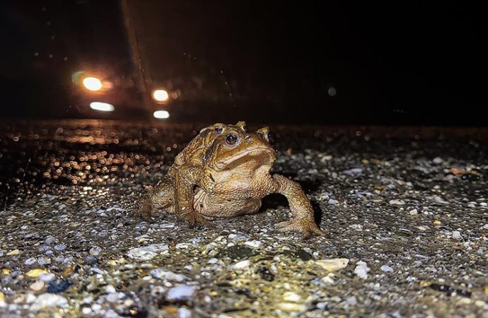 Beş bin yıl önceki kapta tasviri var: Kurbağaların üreme göçü başladı