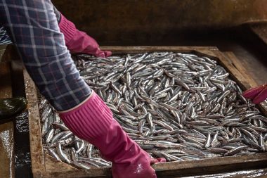 Kalbi ve beyni yenileyen en ucuz balık: Kanıtlandı