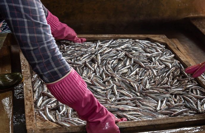 Kalbi ve beyni yenileyen en ucuz balık: Kanıtlandı