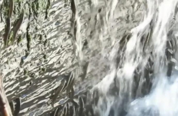 Balıkların ‘Everest’i: 15 metreyi 10 saatte tırmanıyorlar