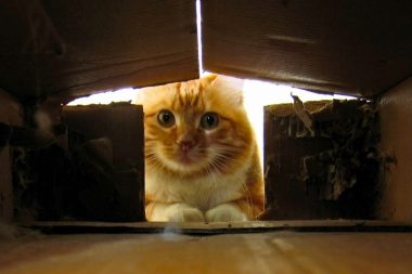 Kediler neden kutuya saklanır: Bilimsel açıklaması var