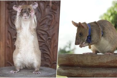 Mayın avcısı farenin heykeli dikildi