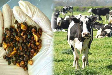 Geleneksel tıp fiyatını patlattı: Bu memelilerin safra kesesinde hazine var