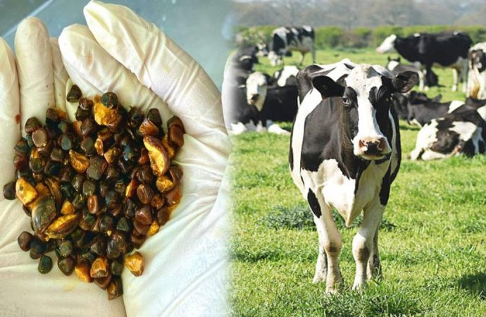 Geleneksel tıp fiyatını patlattı: Bu memelilerin karnında hazine var