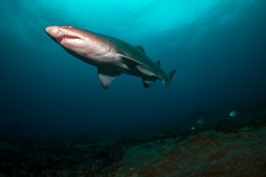 Turizmde çevre kirliliği araştırması: Köpek balıklarında kokain ve kafeine rastlandı