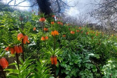 Pervari’nin ’Ağlayan gelin’ini sakın koparmayın, cezası çok büyük