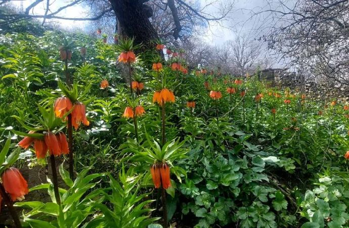 Pervari’nin ’Ağlayan gelin’ini sakın koparmayın, cezası çok büyük