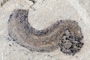 Sosis benzeri yaratıkta insan geni bulundu