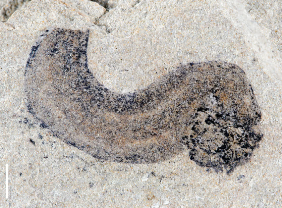 Sosis benzeri yaratıkta insan geni bulundu