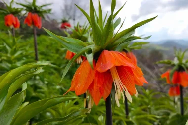 ‘Ağlayan Gelin’ mevsimi: Koparan servet ödeyecek