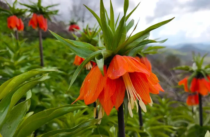 ‘Ağlayan Gelin’ mevsimi: Koparan servet ödeyecek