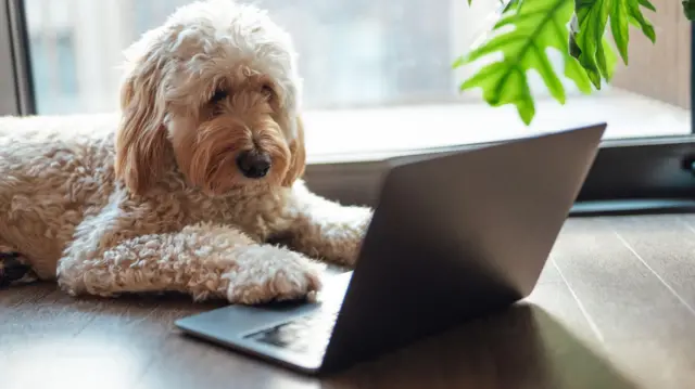 ‘Hayvan dili’ öğrenmeye yakın mıyız: Yapay zeka tercümanımız olacak mı?