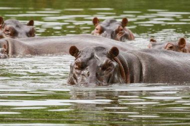 Escobar getirmişti: Kolombiya’da 80 su aygırını ‘uyutacak’