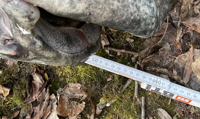 Her şeyi yiyen gölet canavarı yakalandı: 100 kg’luk yayın balığı