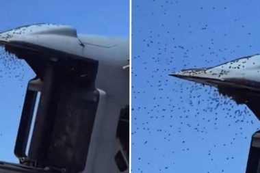 İsrail’i arılar istila etti: Uçaklar kalkamadı, evden çıkmayın çağrısı yapıldı