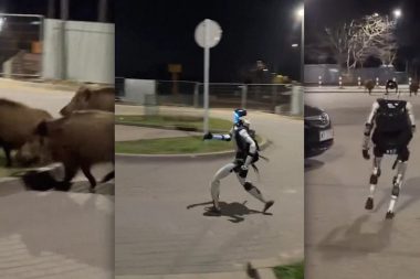 Polonya, yaban domuzlarını insansı robotlarla kovalıyor