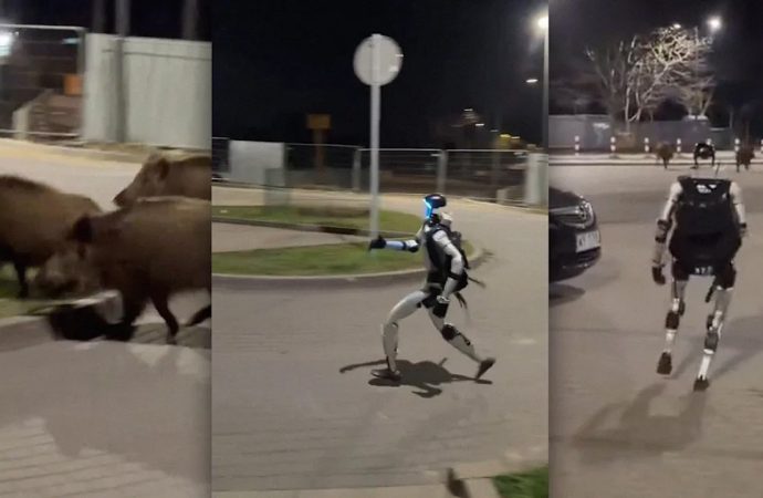 Polonya, yaban domuzlarını insansı robotlarla kovalıyor