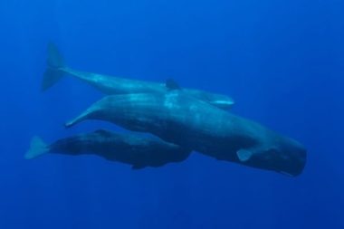 Az kaldı, balina dilini çözeceğiz