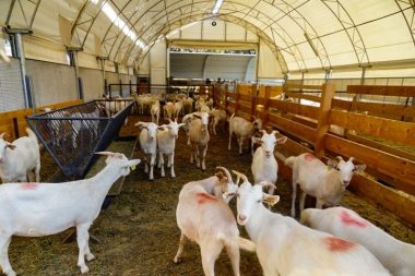 Fransa şokta: Afgan mülteci ağıldaki hayvanların hepsine tecavüz etmiş