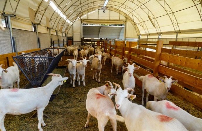 Fransa şokta: Afgan mülteci ağıldaki hayvanların hepsine tecavüz etmiş